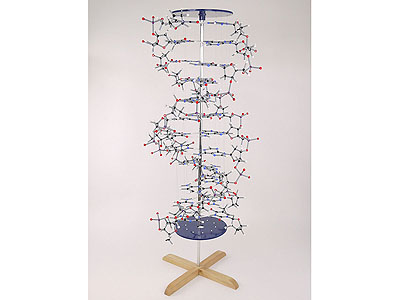 Large DNA display model